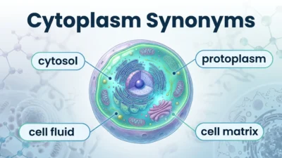 Cytoplasm Synonyms